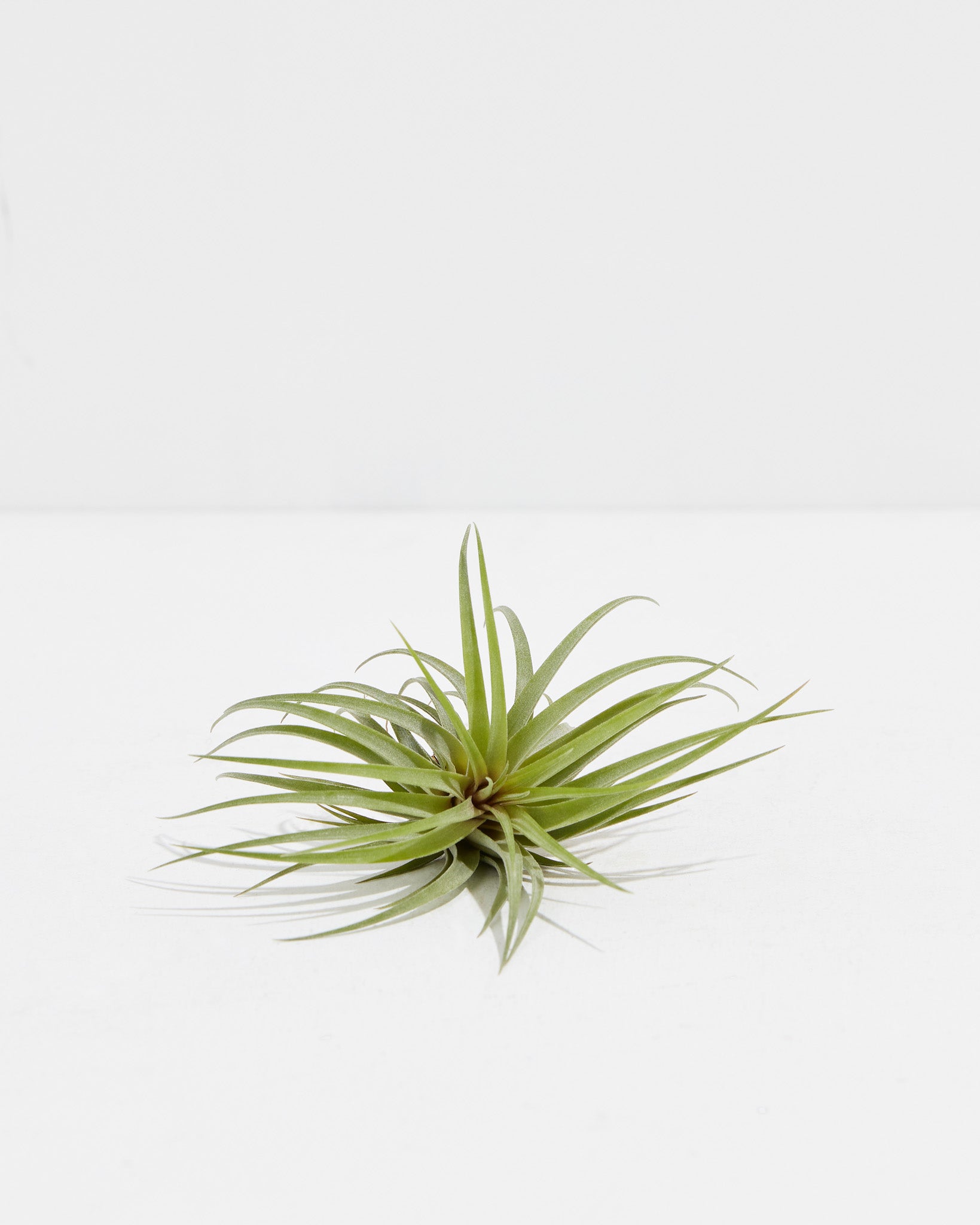 scientific name for air plants Victoria Red Splender (Ionantha x brachycaulos) Air Plant