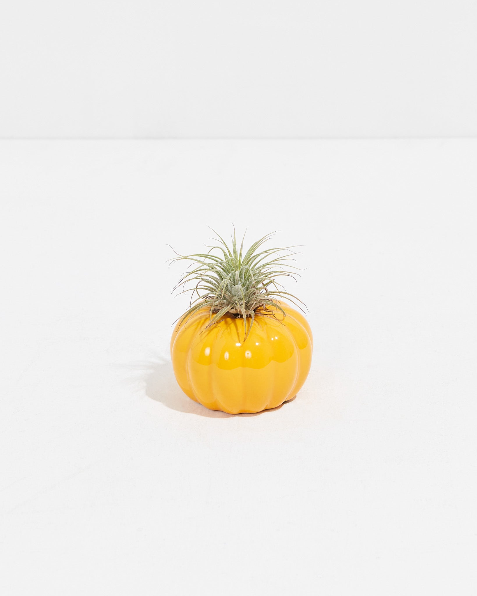 pumpkin air plant holder Sunshine Pumpkin Air Plant
