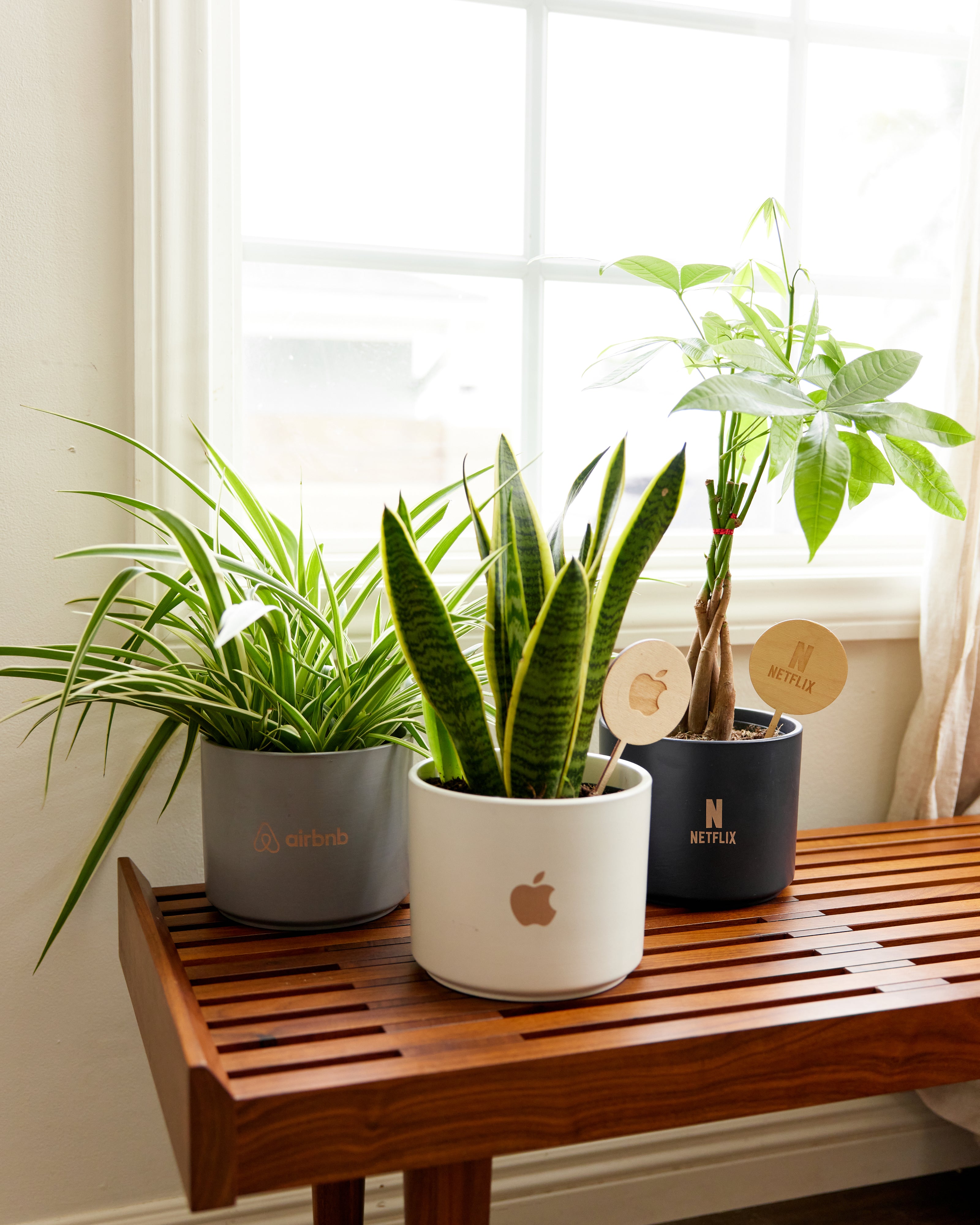 5 Plants That Will Wow Any Client