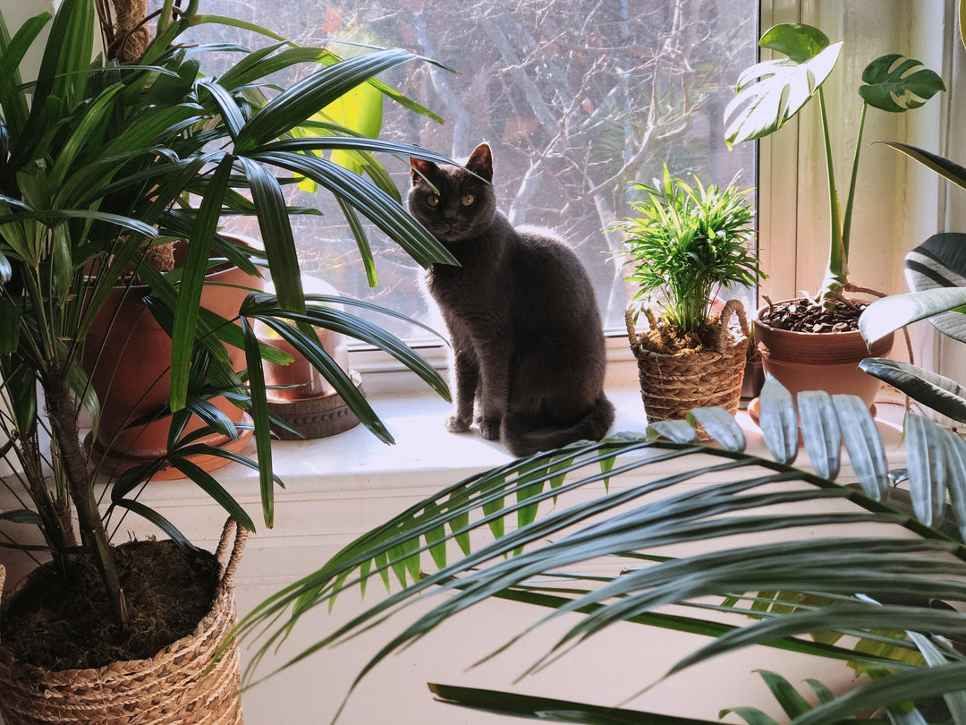 Best Air-Purifying Indoor Plants: A Practical Buying Guide by Room