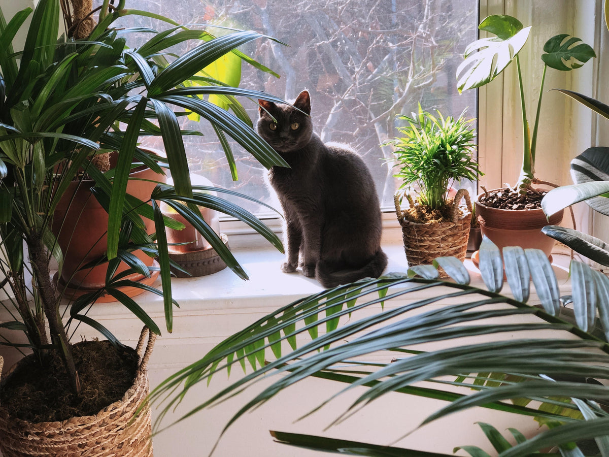Best Air-Purifying Indoor Plants: A Practical Buying Guide by Room