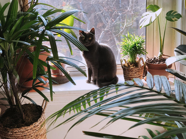 Best Air-Purifying Indoor Plants: A Practical Buying Guide by Room