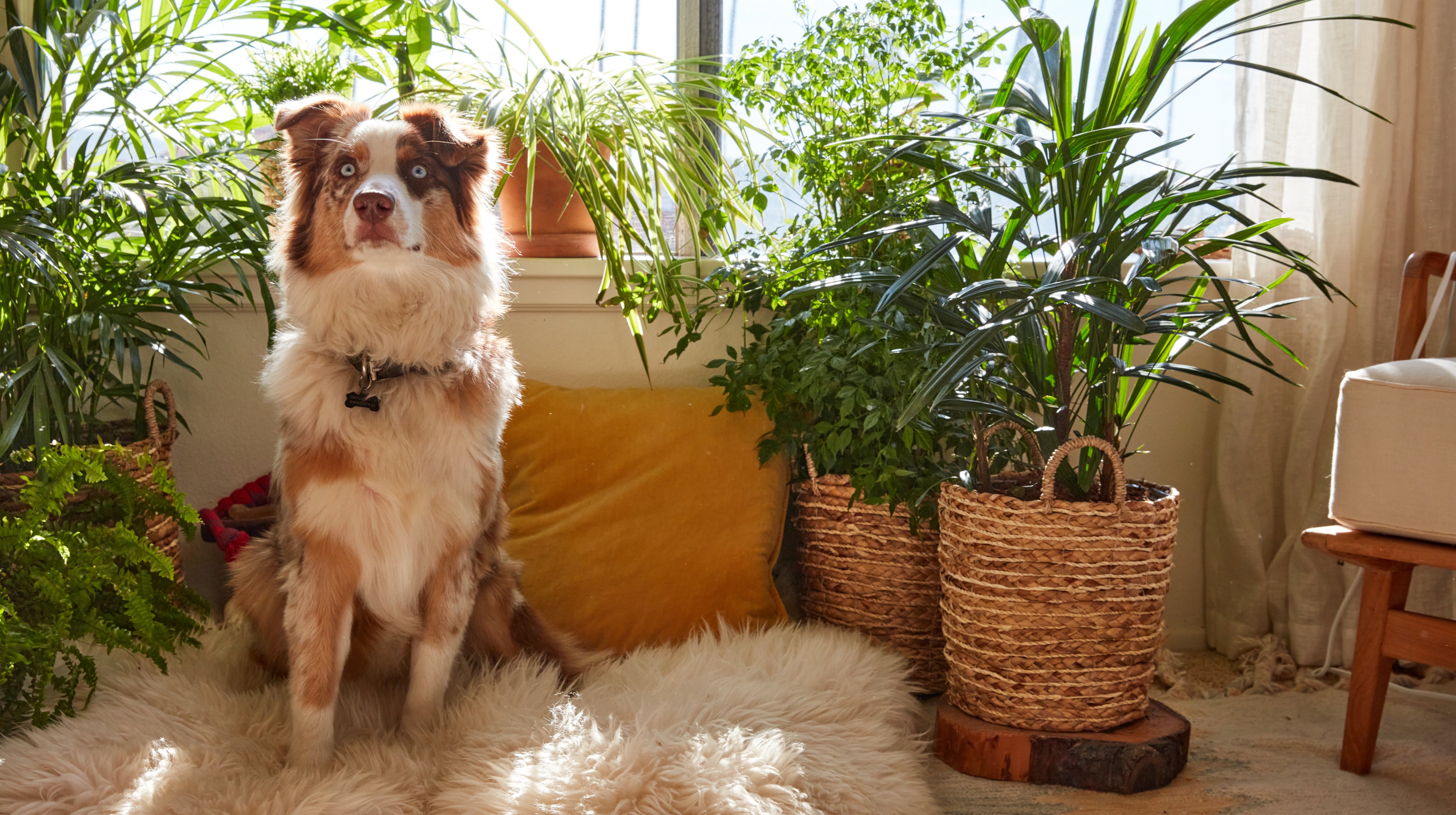 Plant After-Care - Healing Pet Nibbles and Other Damage