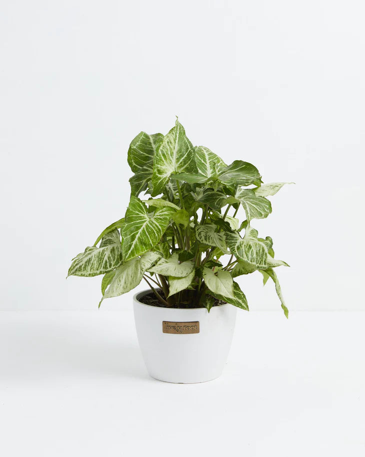 How to Grow and Care for your Syngonium White Butterfly