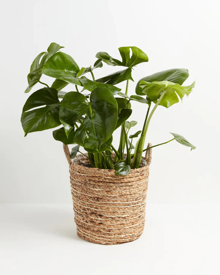 How to Propagate a Monstera