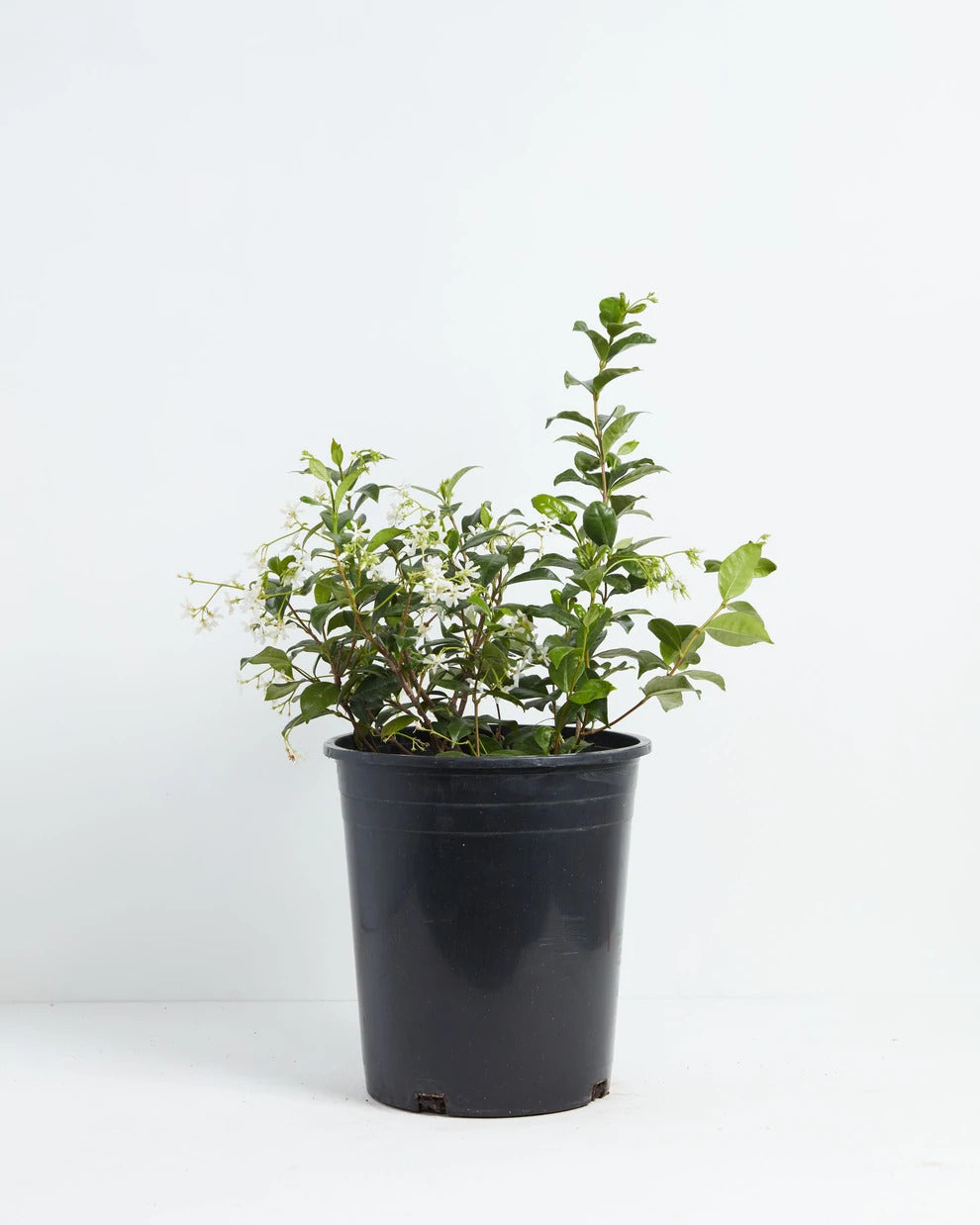 How to Grow and Care for your Star Jasmine