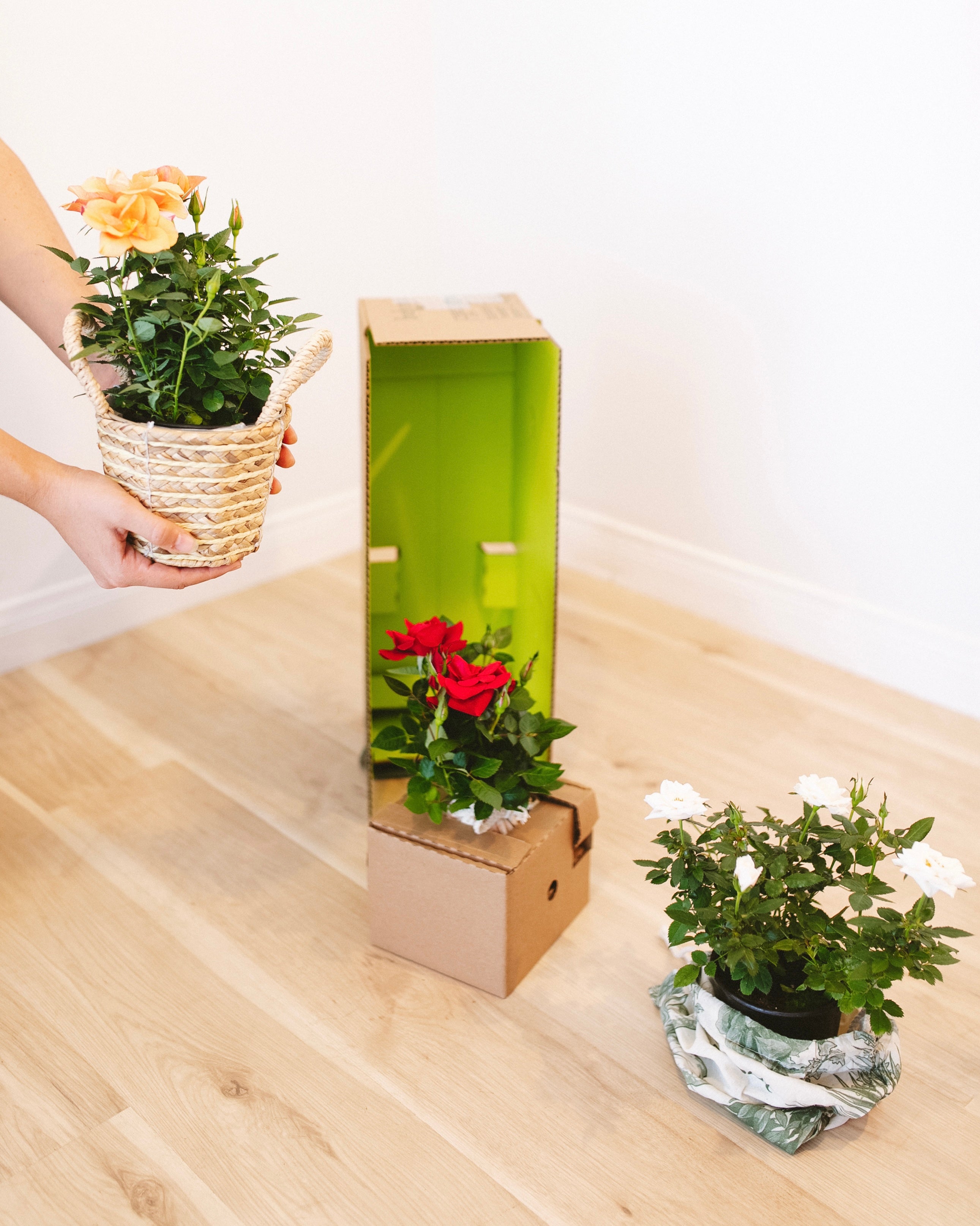 Lively Root Digital Gift Cards