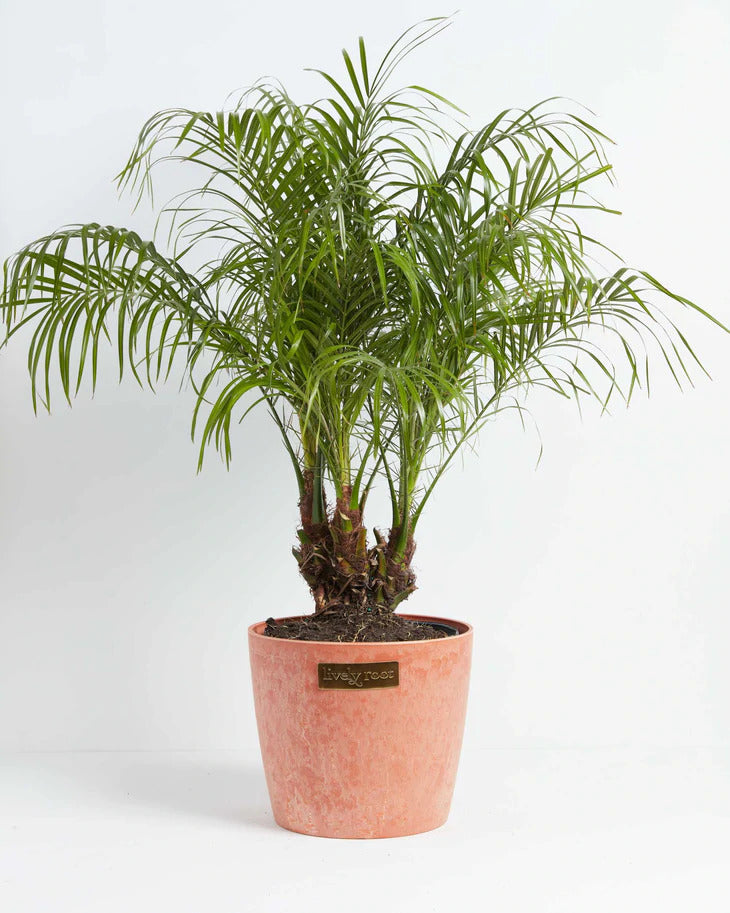 Types Of Date Palm Trees Florida Common Palms Of The Southeast & Texas