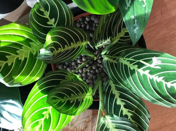 Prayer Plant Varieties: Best Pet-Safe Maranta & Calathea to Buy