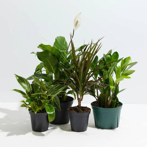 Cheap Indoor House PLants