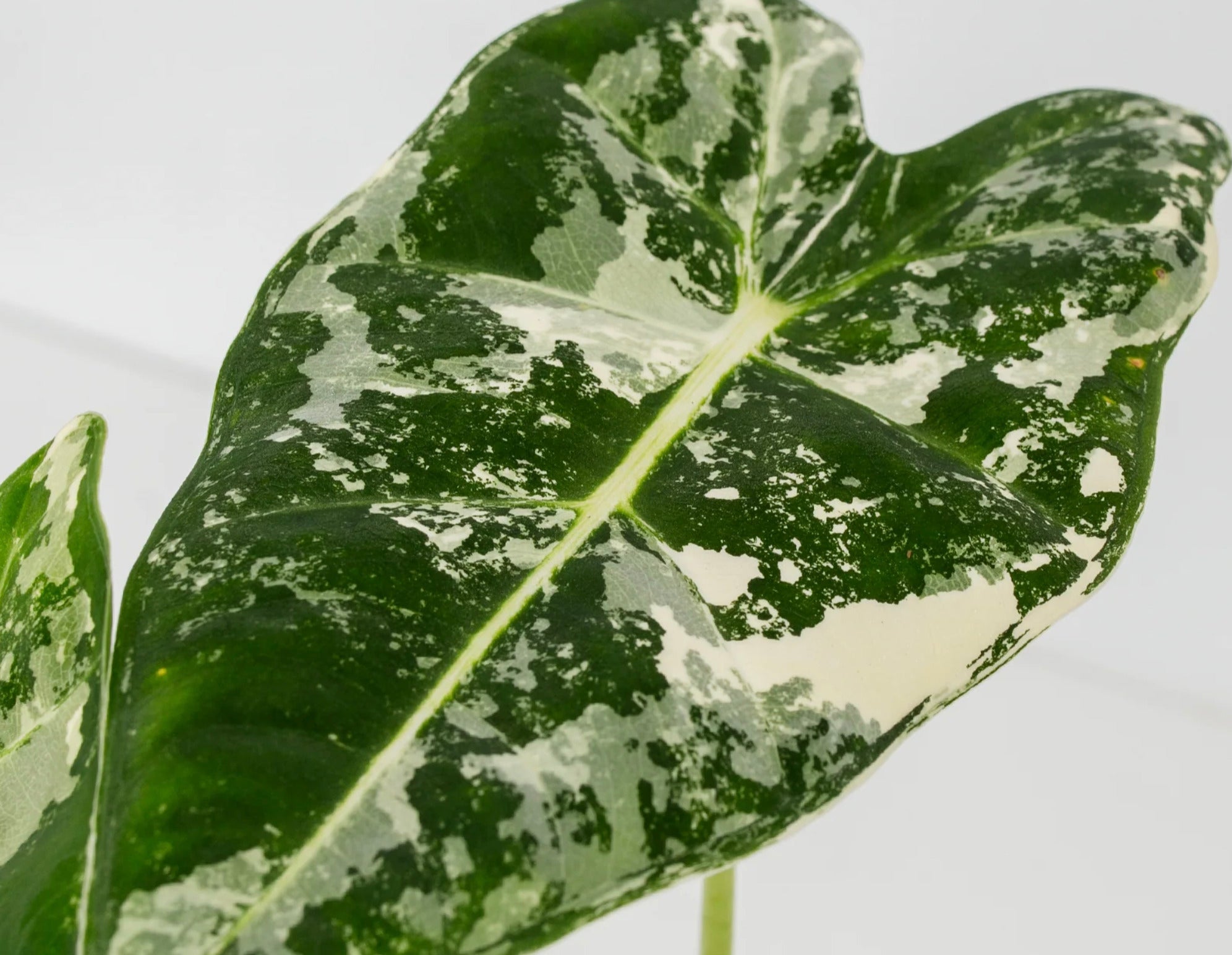 Alocasia Light Requirements