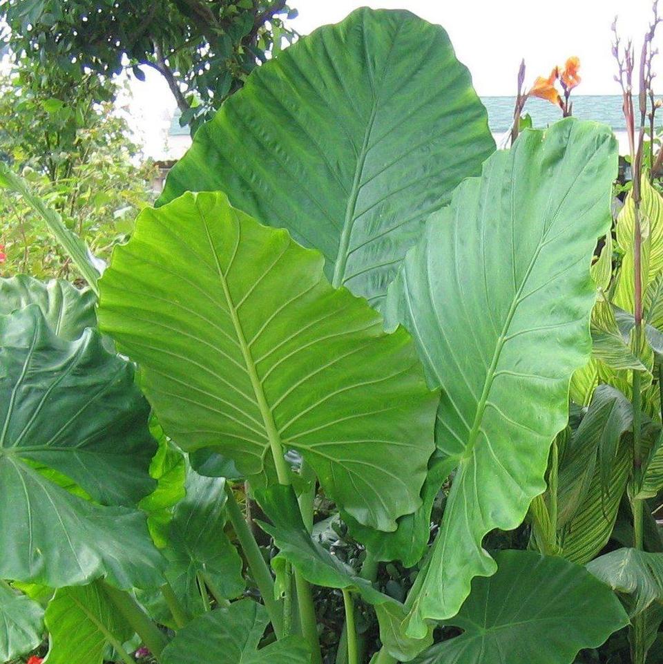 Two Exotic Elephant Ears That We Love