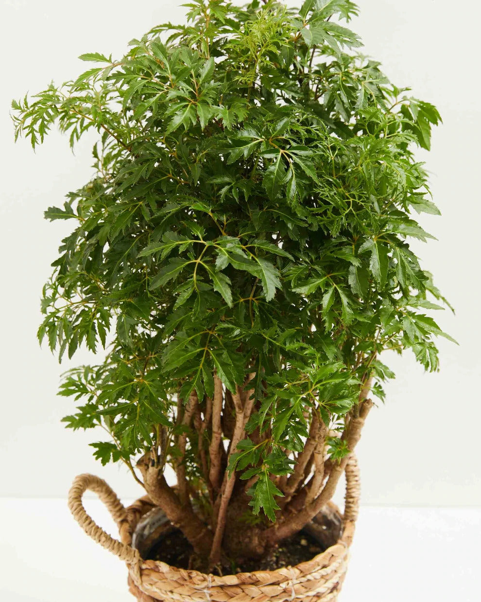 How to Grow and Care for your Aralia Ming Stump
