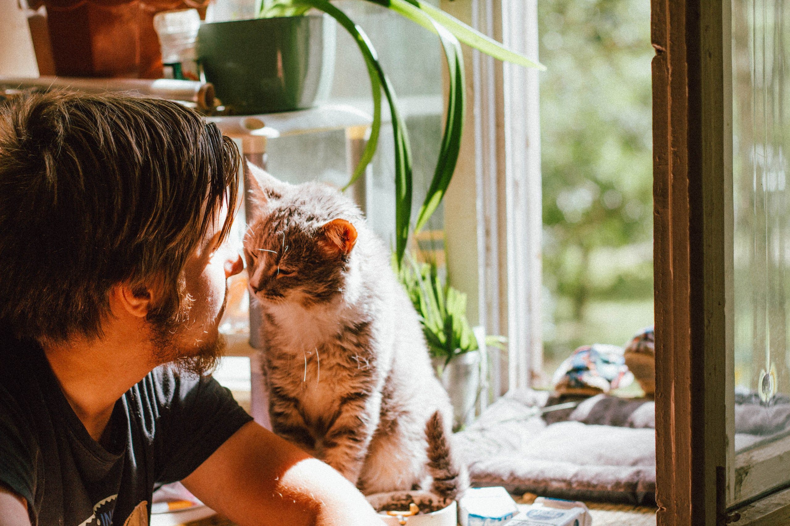Are Snake Plants Toxic to Cats and Dogs
