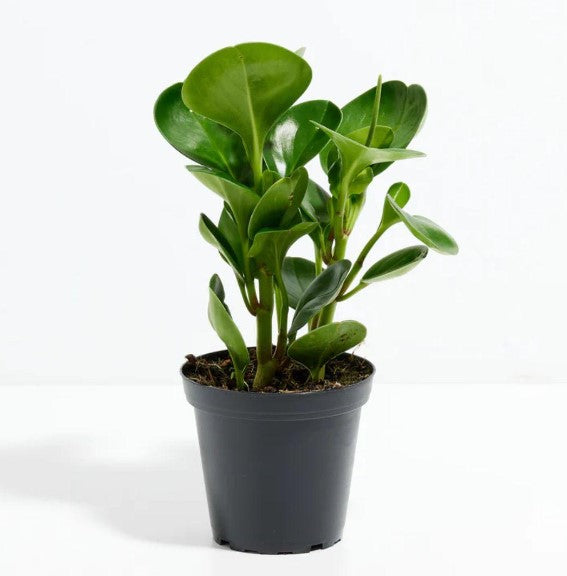 Baby Rubber Plant Care