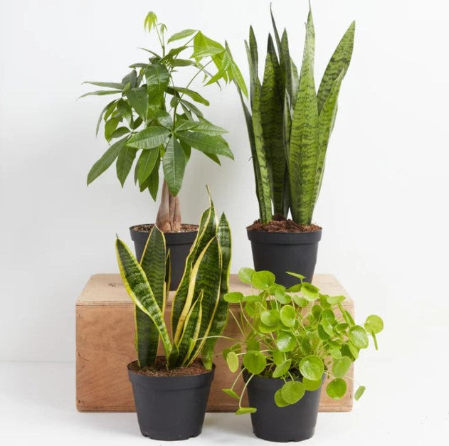 Best Feng Shui Plants for Home and Office