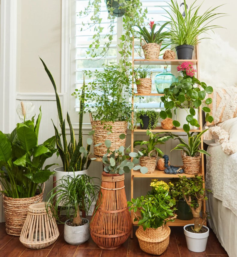 Best Indoor Plants for Mental Health