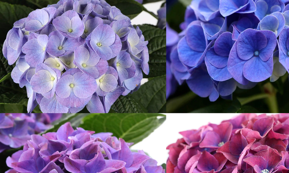 The Blue Hydrangea Meaning: Symbolism, Legends, and Cultural Significance
