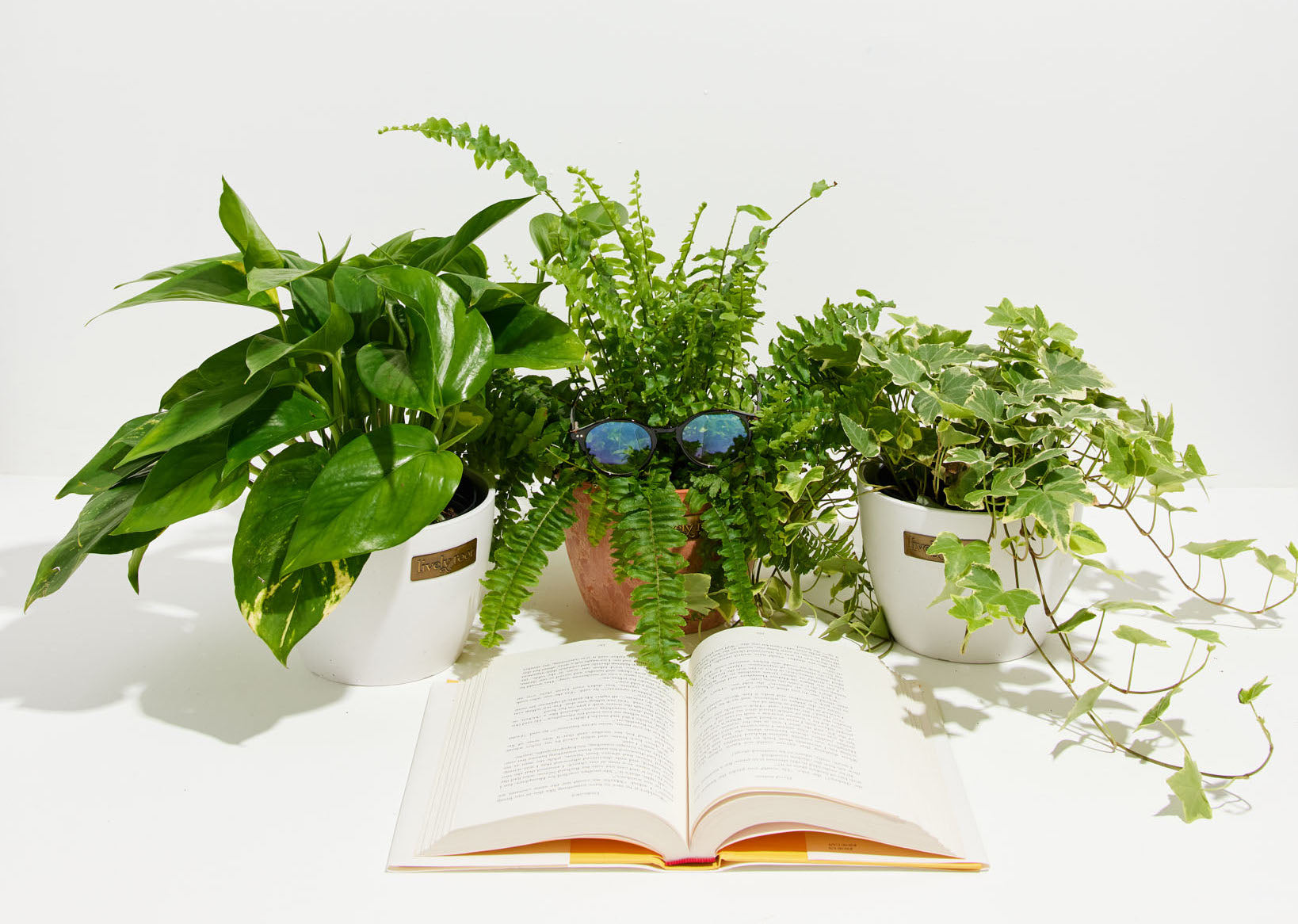 11 New Years Resolutions With Air Purifying Plants!