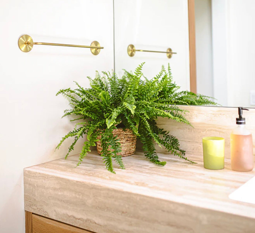 Best Air-Purifying Indoor Plants: A Practical Buying Guide by Room
