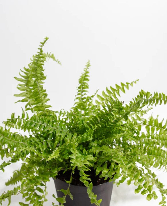 Boston Fern Light Requirements, How Much Light is Just Right