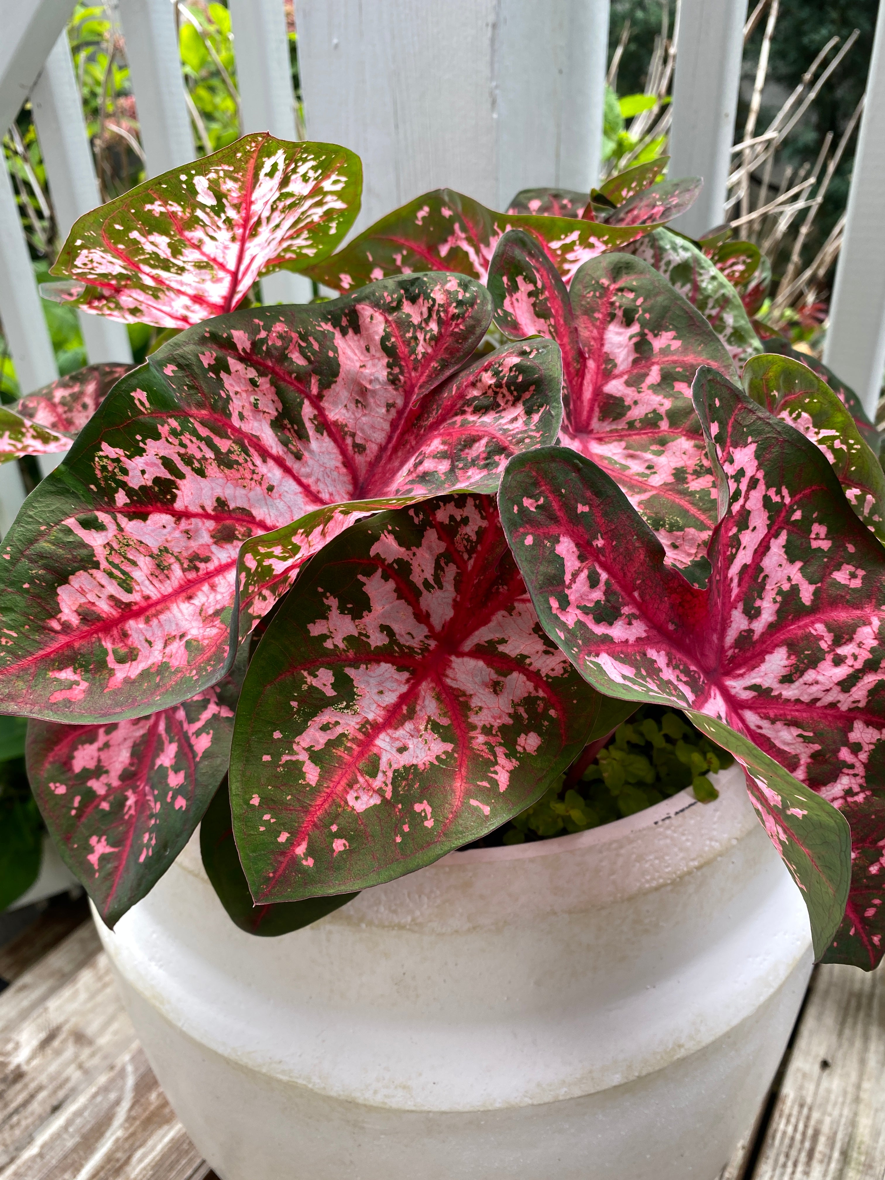 Patio Container Garden Ideas