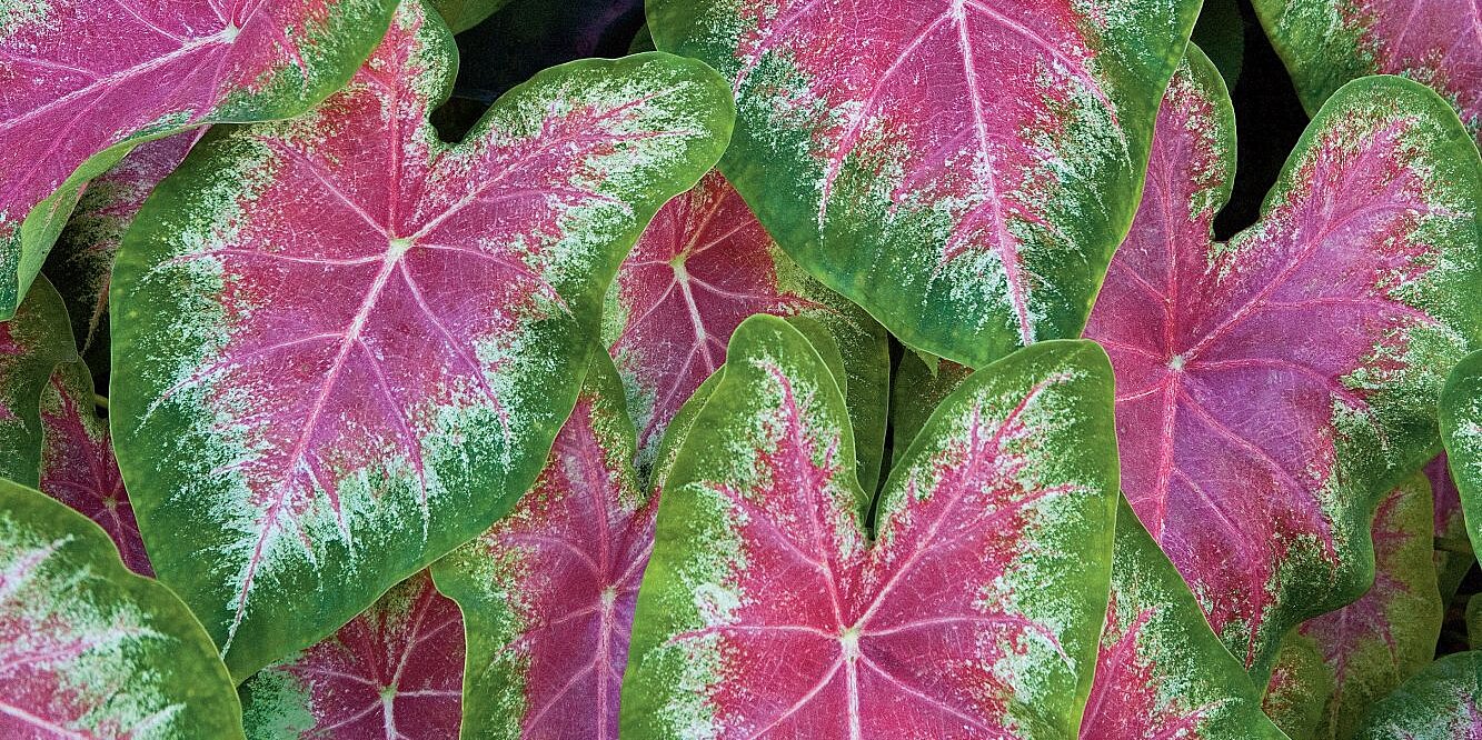 When Should I Plant My Bulbs?