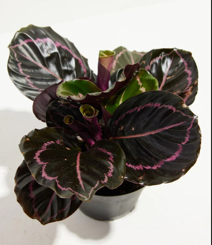 Calathea Light Requirements