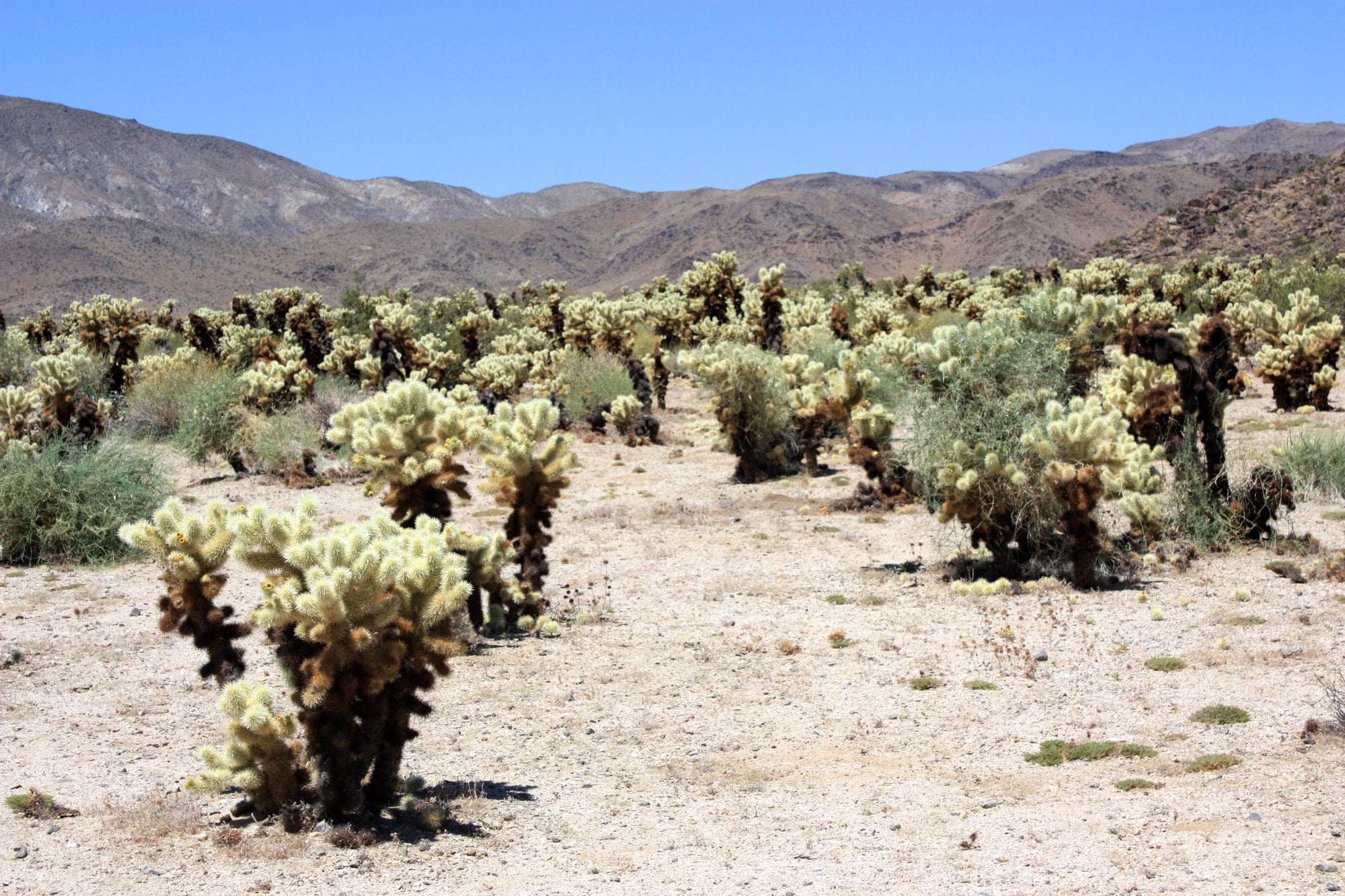 Plants of our National Parks: Part 5 - Joshua Tree