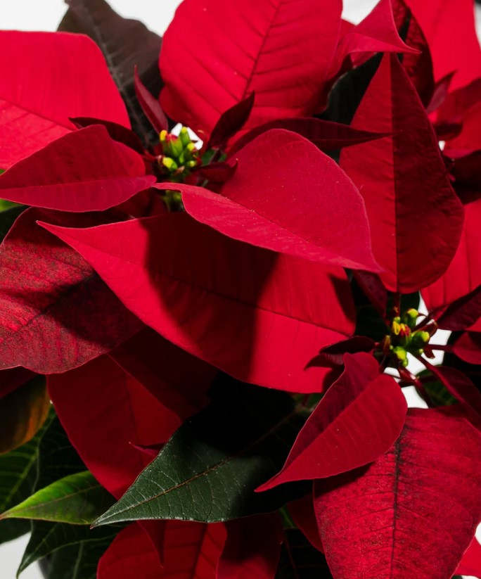 Poinsettia Meaning