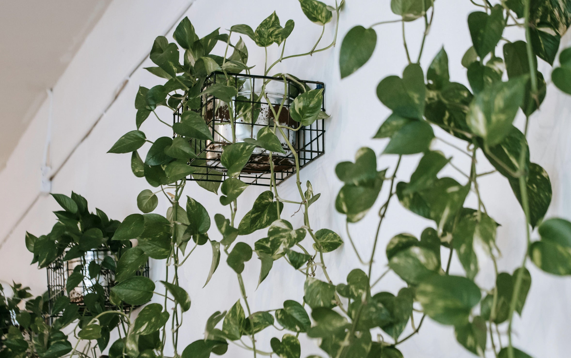 Climbing Plants