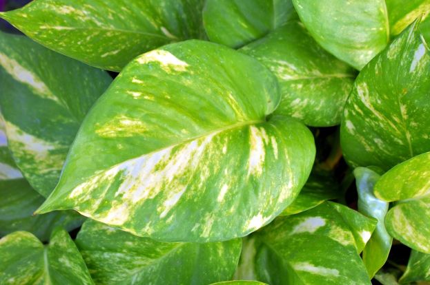Golden Pothos Yellow Leave