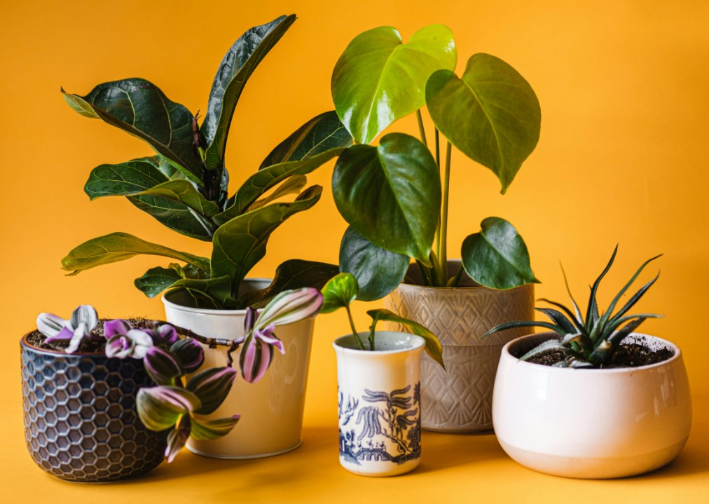 Corporate Plant Gifts