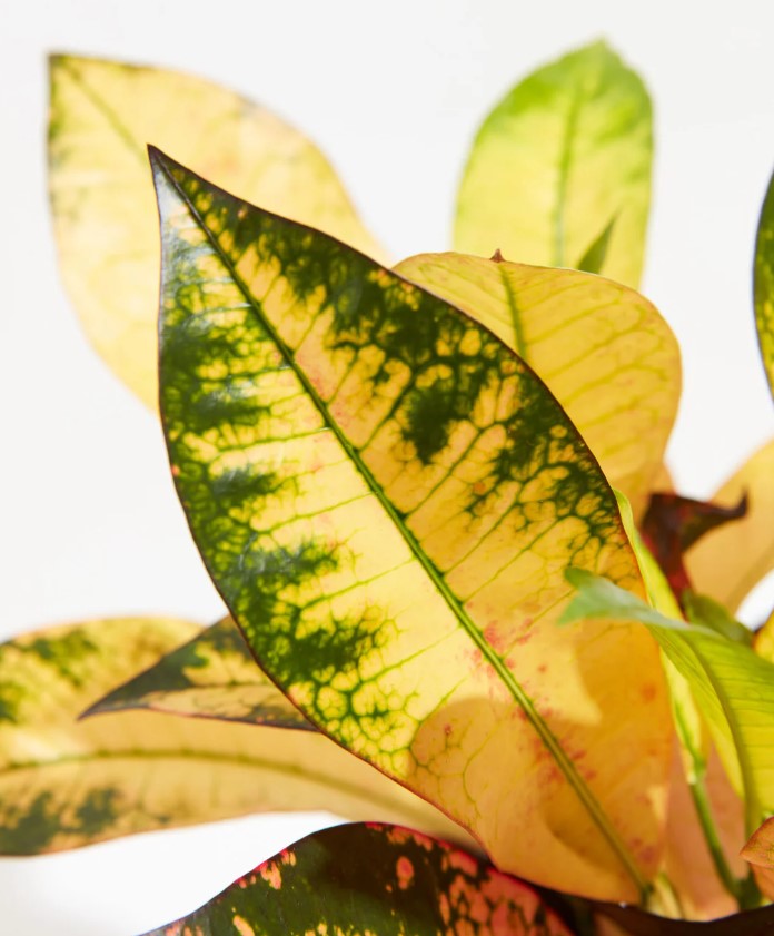 Croton Light Requirements