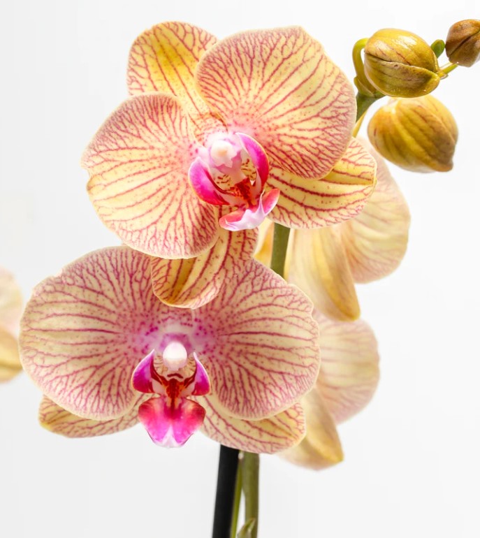 Do Orchids Need Sunlight? Learn How Much Light Orchids Need