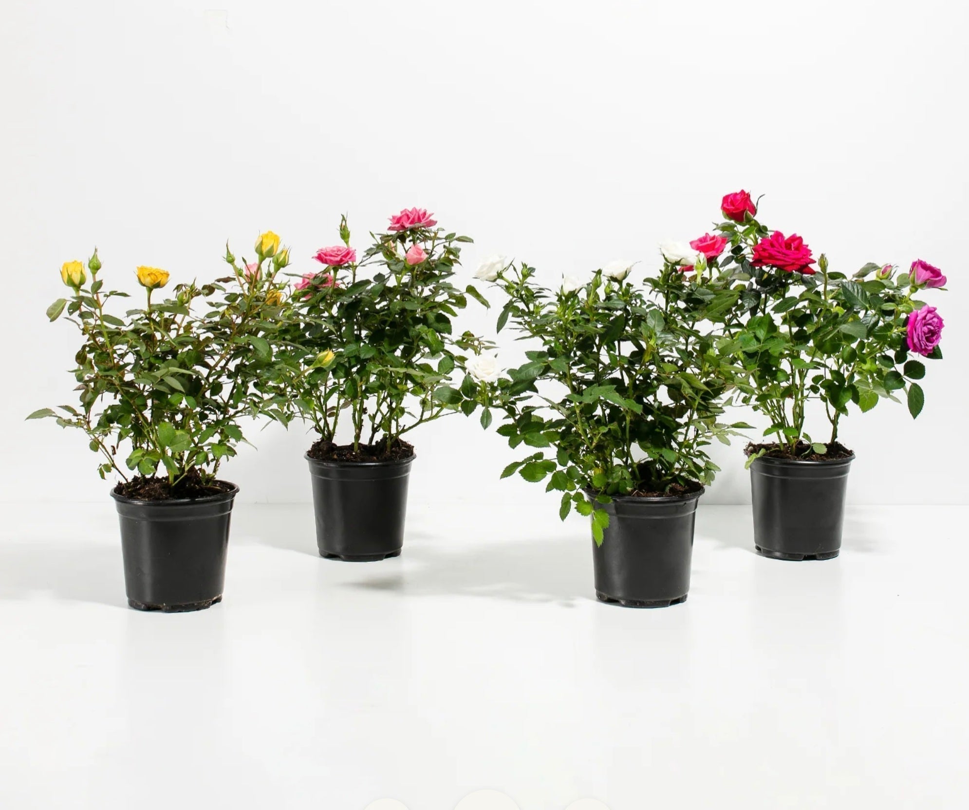 Do Roses Need Full Sun