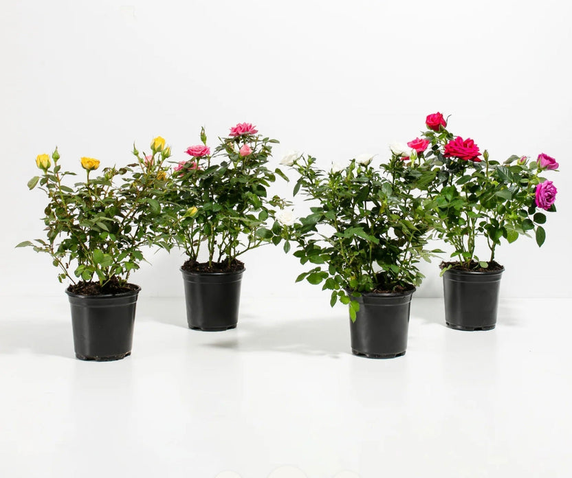 Do Roses Need Full Sun or Shade for Best Growth and Blooming?
