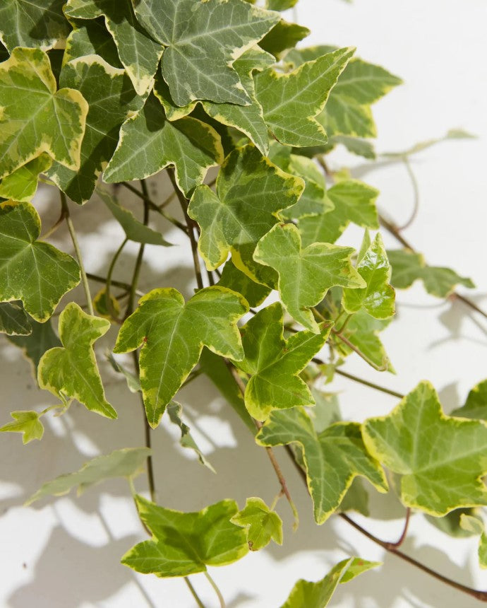 English Ivy Benefits