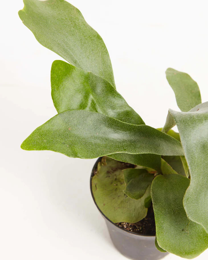 How to Grow and Care for your Staghorn Fern