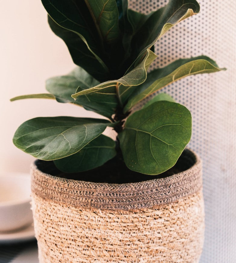 Fiddle Leaf Fig Care