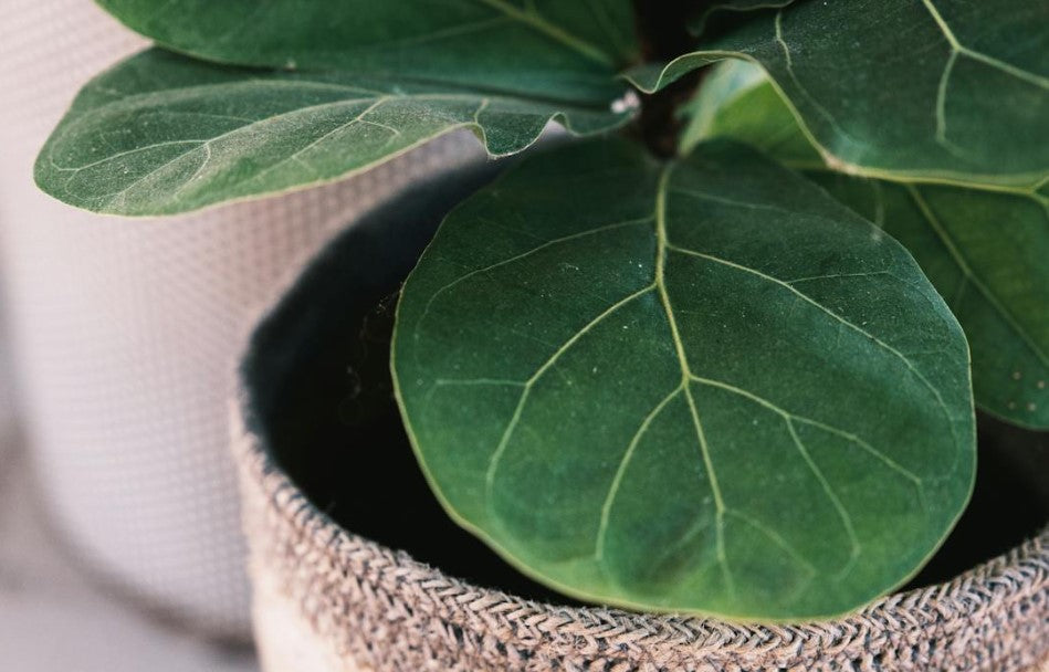 Fiddle Leaf Fig Leaves Drooping, Turning Brown or Yellow or Falling Off
