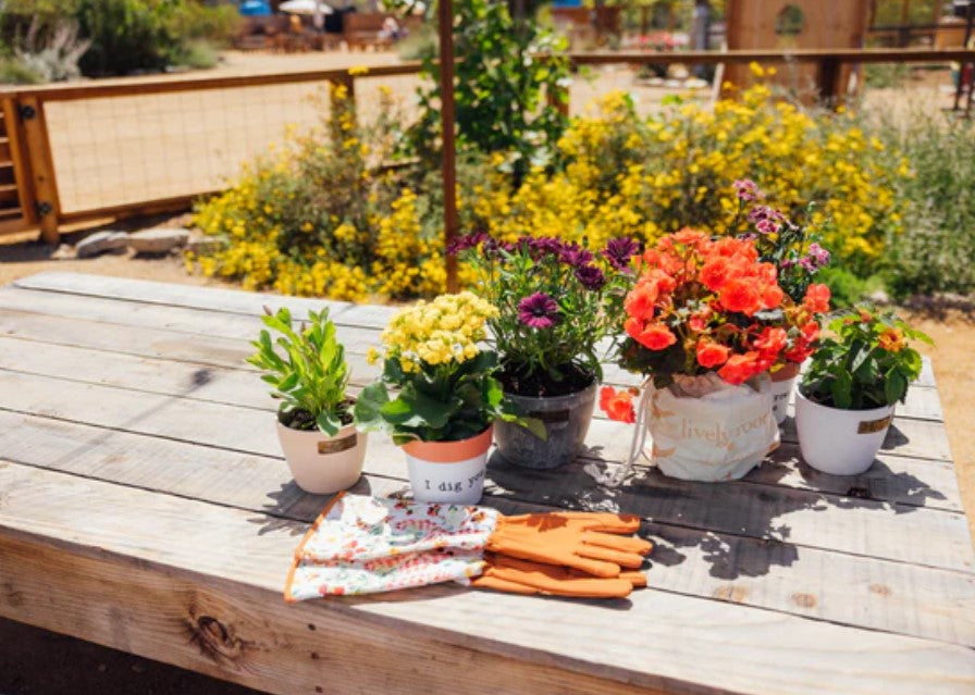 Best Flowering Plants for Pots