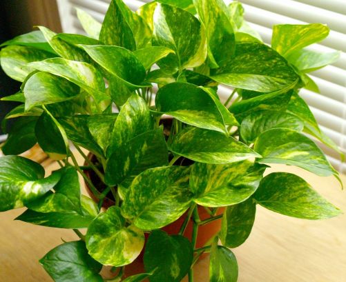Golden Pothos Toxicity
