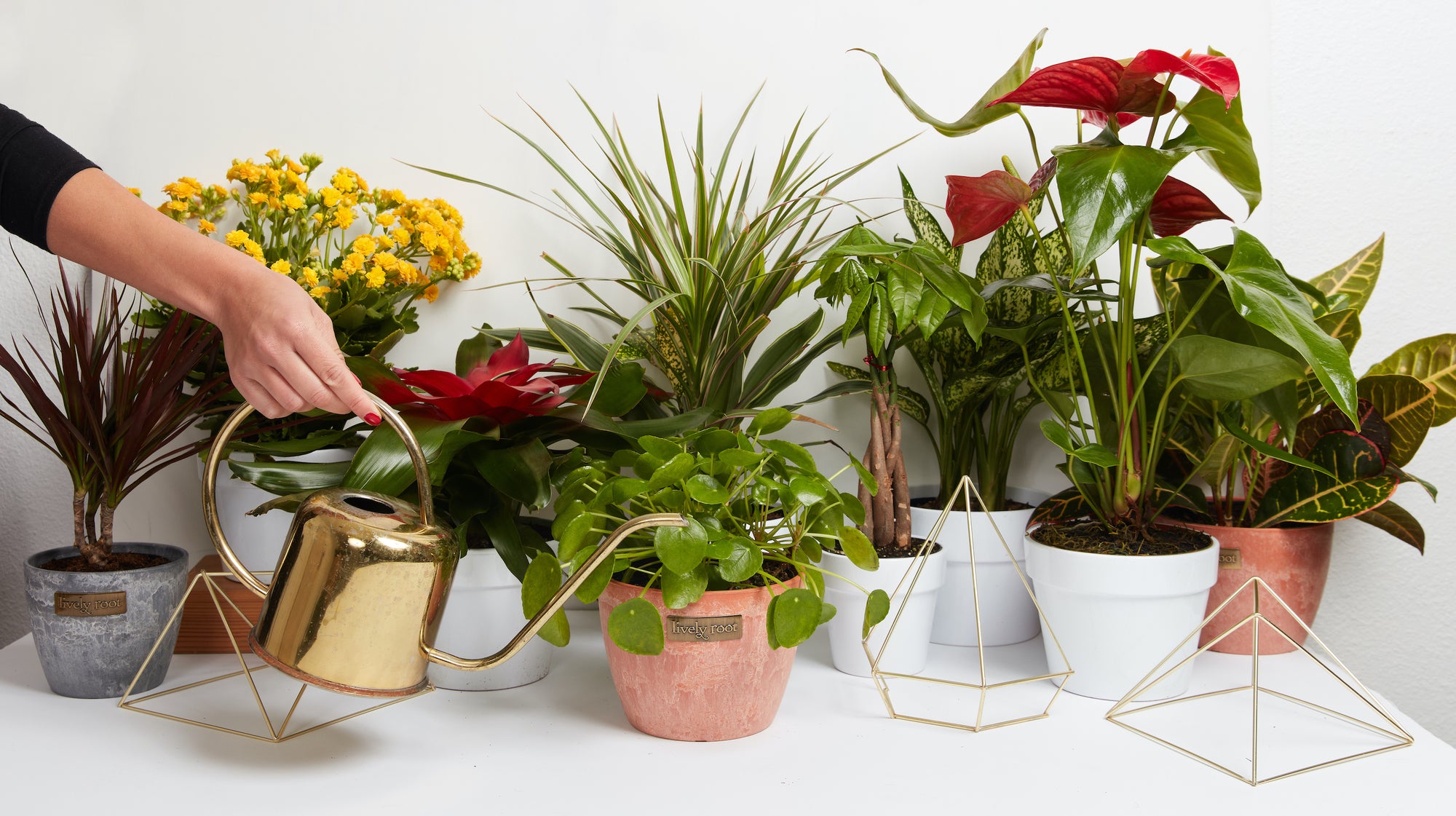 5 Plants That Will Bring Luck to Your Space this Lunar New Year!