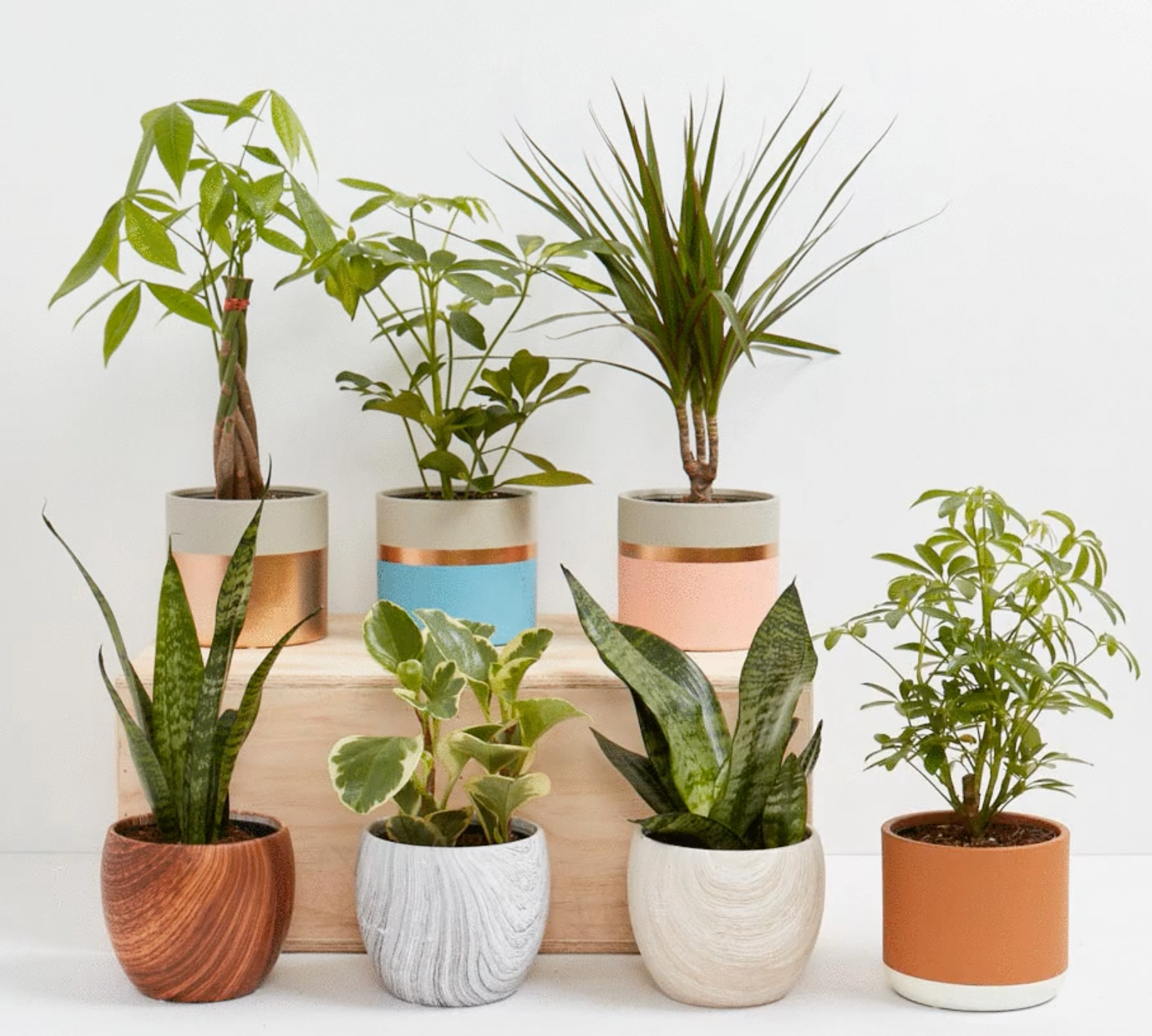 5 Reasons to Buy a Coworker a Plant For Employee Appreciation Day