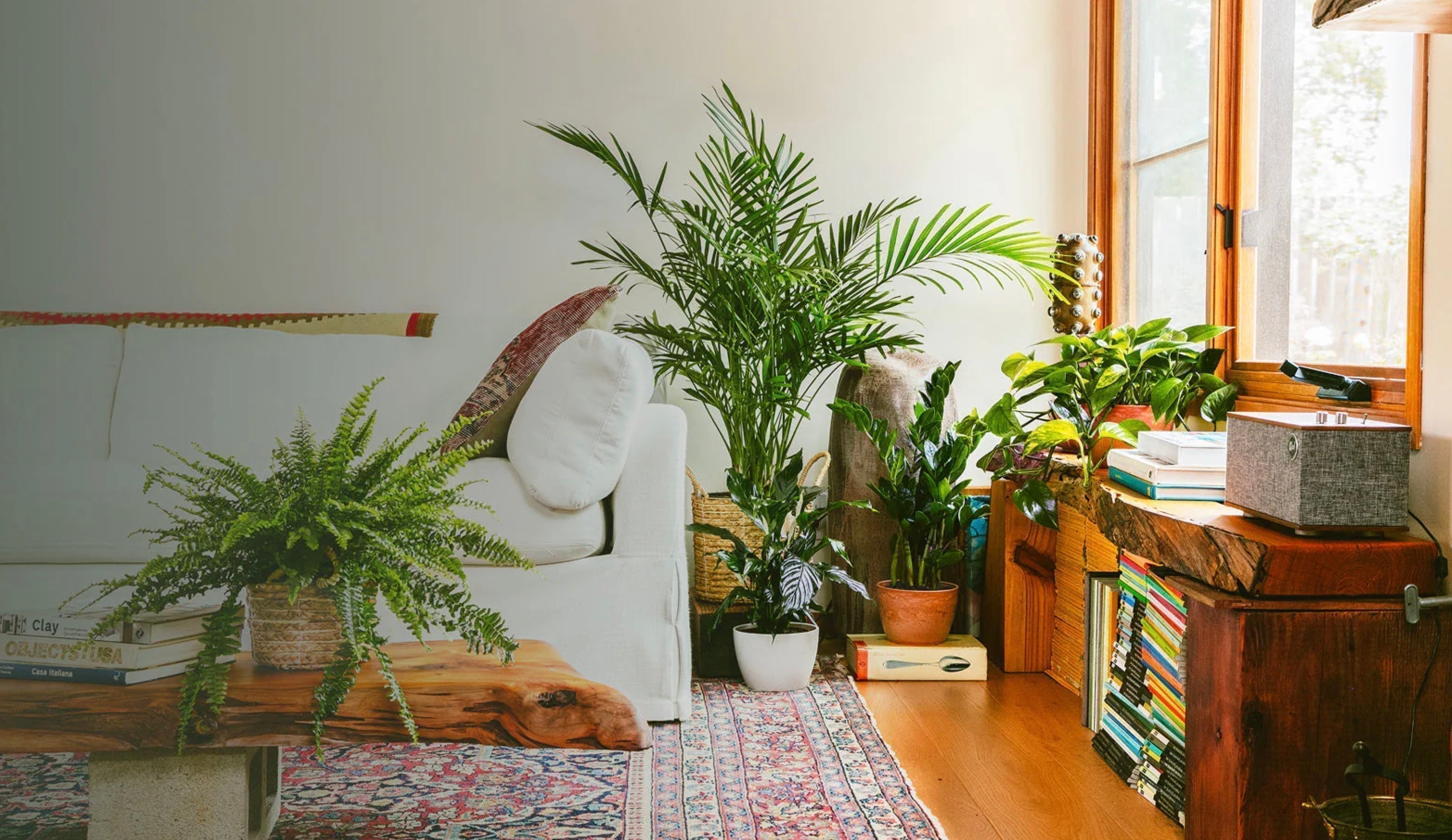 Housewarming Plants