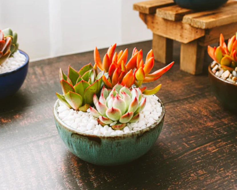 How Much Light Do Succulents Need