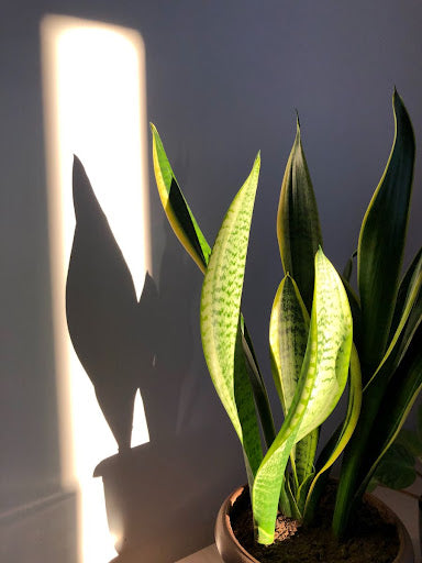 How Much Light Does a Snake Plant Need