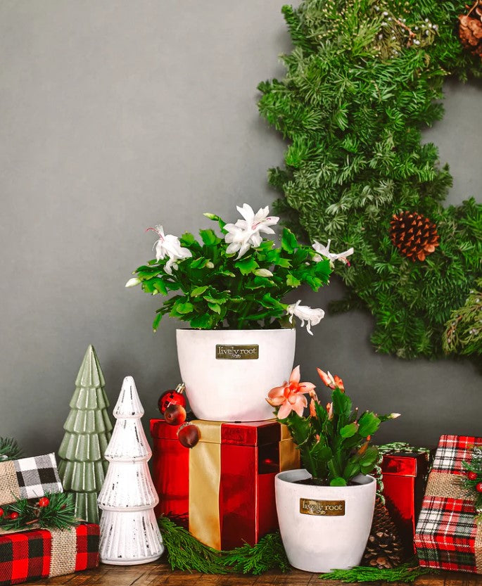 How Often Do You Water Christmas Cactus