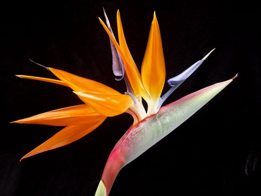 How Often to Water Bird of Paradise